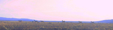 Several antelope wander the high desert