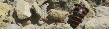 Image of a blister beetle