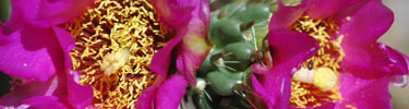 The radiant flowers of a cholla cactus by Megan Allinger