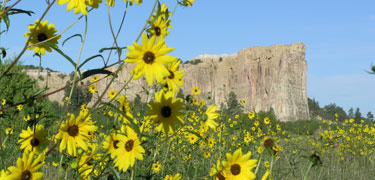 Image of El Morro with sunflowers