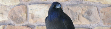 Image of a raven by VIP Frank Norton