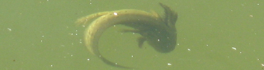 NPS photo of tiger salamander in the pool by Calvin Chimoni