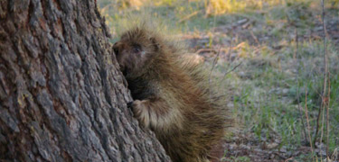 Porcupine climbs a tree