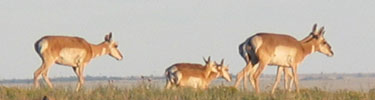 Pronghorn Antelope