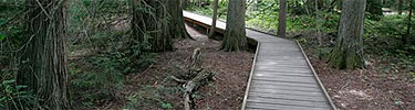 Trail of the Cedars Boardwalk