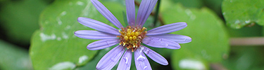 Aster