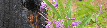 Fireweed
