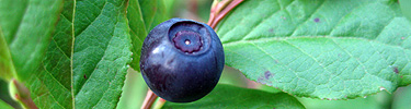 Huckleberry