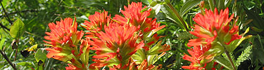 Indian paintbrush
