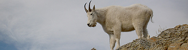 Mountain Goat