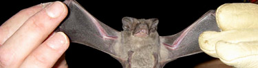Mexican Free-tailed Bat at Phantom Ranch