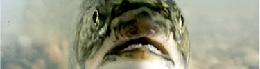 Trout photo: Arizona Game and Fish