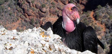 The rare California condor at Grand Canyon NP