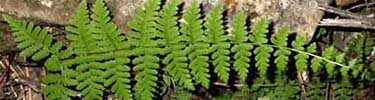 fern photo by Patrick J. Alexander