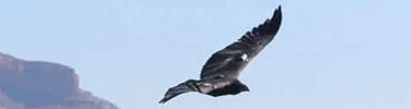 CA Condor flying over canyon, NPS Photo by E. Mount