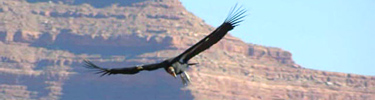 CA Condor soaring. NPS Photo by E. Mount