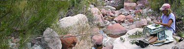 Researcher collecting plants in Grand Canyon National Park