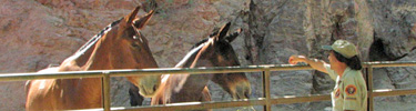 2 mules & Volunteer Sjors at Phantom Ranch.