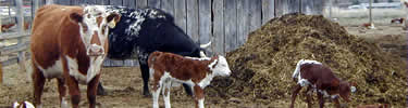 Cows with their calves