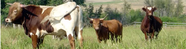 Some of the park's herd of cattle.