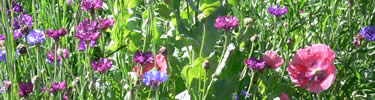 Image of the summer garden in bloom.