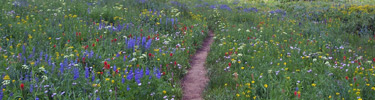 Trail in Death Canyon with flowers August 2005