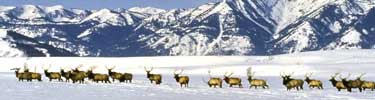 Elk in the snow on the National Elk Refuge in Jackson, Wyoming.