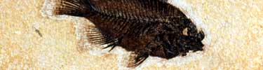 fossil
