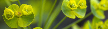 Leafy spurge is an exotic weed found in Grand Teton National Park