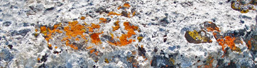 Lichens on limestone on Blacktail Butte
