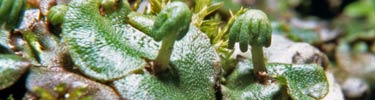 Liverwort