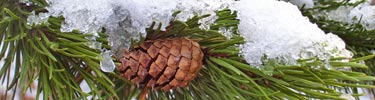 lodgepole pine cone and branch with snow