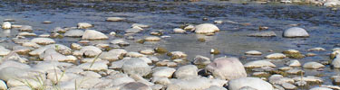 Quartzite river cobbles along the Snake River