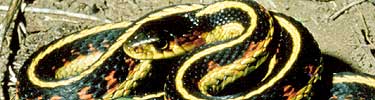 Snake