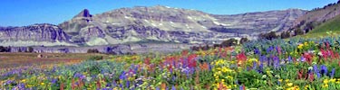 Teton Crest Trail meadow