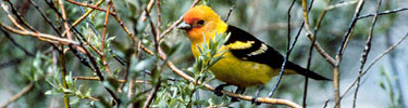 Western Tanager on a branch
