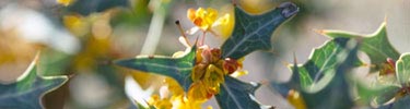 Algerita, a common desert shrub, is not only beautiful when in bloom, but also fragrant.