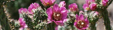 Cane cholla blooms in late spring in the park.