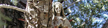 A worn figurine of Our Lady of Guadalupe is nestled among the tree branches.