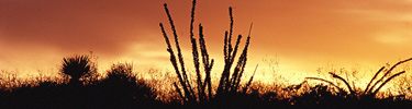Spectacular desert sunsets are always beautiful.