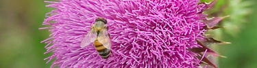 Bee on Thistle