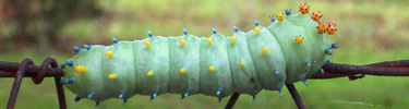 Cecropia Moth Caterpillar- The largest North American caterpillar