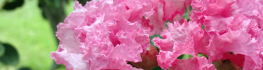 Pink Crepe Myrtle hanging at the Birthplace