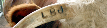 Historic horn branding continues on the LBJ Ranch today