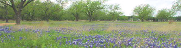 Bluebonnets at Johnson Settlement