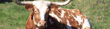 Longhorn Cattle at the Johnson Settlement