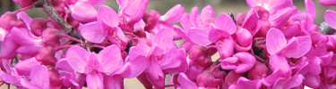 Redbud Tree blooming in Spring
