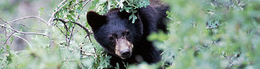 Black bear in tree.