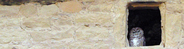 Owl in Spruce Tree House.