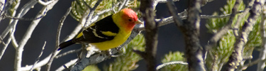 Western Tanager